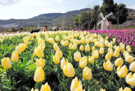 淡路島北部の花の名所１１カ所周回バスを運行 おでかけトピック 兵庫おでかけプラス 神戸新聞next