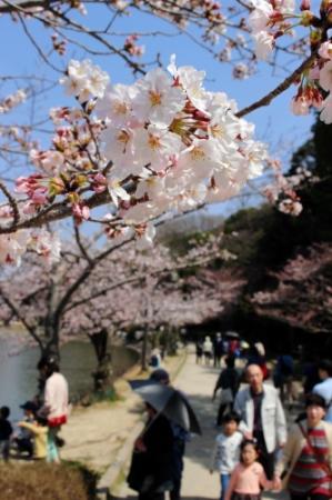 明石公園のサクラ ４月のまつり時に満開か おでかけトピック 兵庫おでかけプラス 神戸新聞next
