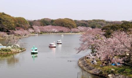 明石公園のサクラ ４月のまつり時に満開か おでかけトピック 兵庫おでかけプラス 神戸新聞next