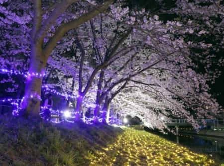 夜桜 東京ミッドタウン・夜桜ライトアップの夜景（東京都港区）