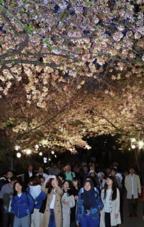 夜桜通り抜けに異変 開花早く 葉桜 に 王子動物園 おでかけトピック 兵庫おでかけプラス 神戸新聞next 夜桜通り抜けに異変 開花早く 葉桜 に 王子動物園 おでかけトピック 兵庫おでかけプラス 神戸新聞next