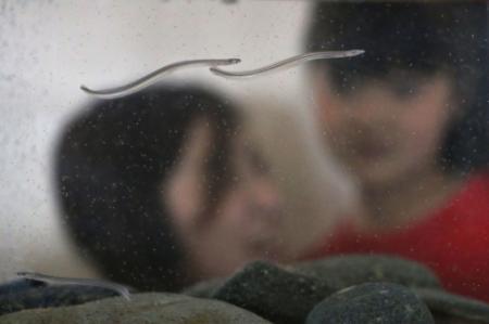 愛きょうたっぷり シラスウナギ展示 加古川 おでかけトピック 兵庫おでかけプラス 神戸新聞next