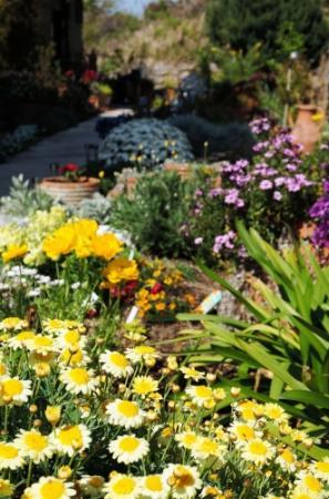 幻の花 100年に1度の開花 淡路の飲食店 おでかけトピック 兵庫おでかけプラス 神戸新聞next 幻の花 100年に1度の開花 淡路の飲食店 おでかけトピック 兵庫おでかけプラス 神戸新聞next