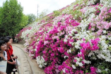 赤 白 ピンクで咲き誇るツツジ 高丘東公園で見頃 おでかけトピック 兵庫おでかけプラス 神戸新聞next