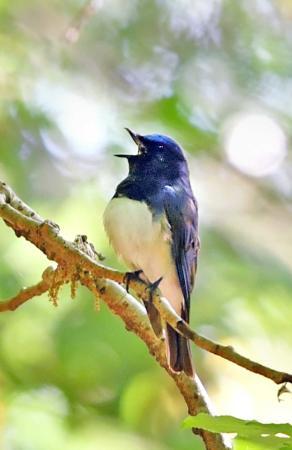 オオルリの美声、新緑に響く 神戸・再度山 | おでかけトピック | 兵庫