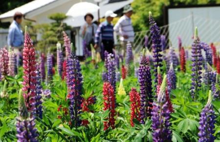 ルピナス８千本咲き誇る ２０日に催しも 佐用 おでかけトピック 兵庫おでかけプラス 神戸新聞next