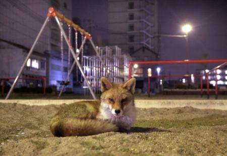 キツネ 姫路駅前に出没増える 野良猫追い払いくつろぐ姿 おでかけトピック 兵庫おでかけプラス 神戸新聞next キツネ 姫路駅前に出没増える 野良猫追い払いくつろぐ姿 おでかけトピック 兵庫おでかけプラス 神戸新聞next