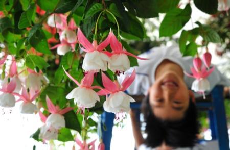 女王の耳飾り 満開 淡路でフクシアの花見頃 おでかけトピック 兵庫おでかけプラス 神戸新聞next