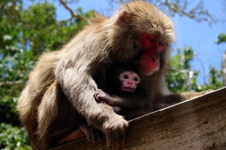 １０匹の赤ちゃんザル かわいい ハラハラ 洲本 おでかけトピック 兵庫おでかけプラス 神戸新聞next