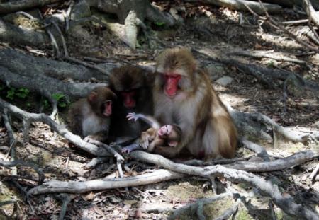 １０匹の赤ちゃんザル かわいい ハラハラ 洲本 おでかけトピック 兵庫おでかけプラス 神戸新聞next