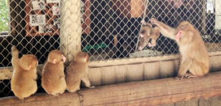 １０匹の赤ちゃんザル かわいい ハラハラ 洲本 おでかけトピック 兵庫おでかけプラス 神戸新聞next