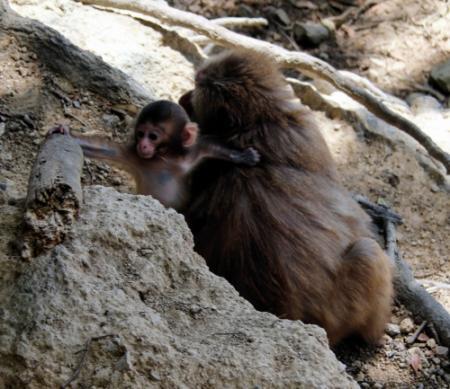 １０匹の赤ちゃんザル かわいい ハラハラ 洲本 おでかけトピック 兵庫おでかけプラス 神戸新聞next