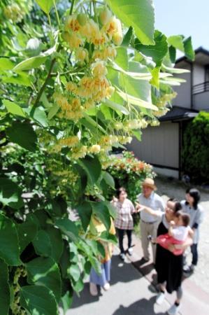 菩提樹 黄色く甘く 姫路 薬常寺で見頃 おでかけトピック 兵庫おでかけプラス 神戸新聞next