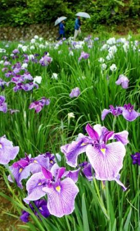 佐用 西新宿の花しょうぶ園開園 ６月中旬に見頃 おでかけトピック 兵庫おでかけプラス 神戸新聞next