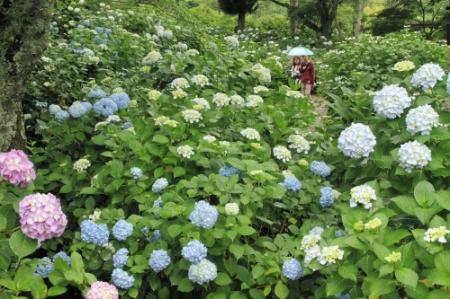 都麻乃郷あじさい園 ３千株色付く １７日まつり おでかけトピック 兵庫おでかけプラス 神戸新聞next