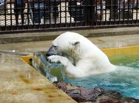 シロクマに 涼 プレゼント 姫路で７月催し続々 おでかけトピック 兵庫おでかけプラス 神戸新聞next