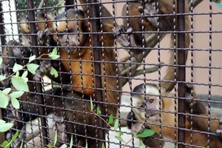 尻尾が魅力 姫路市立動物園でフサオマキザル公開 おでかけトピック 兵庫おでかけプラス 神戸新聞next 尻尾が魅力 姫路市立動物園でフサオマキザル公開 おでかけトピック 兵庫おでかけプラス 神戸新聞next