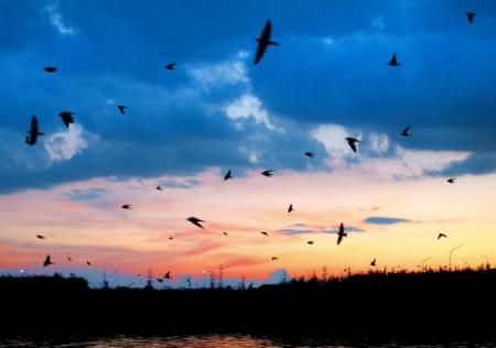 数万羽のツバメ 一斉に ねぐら入り 加古川河口 おでかけトピック 兵庫おでかけプラス 神戸新聞next