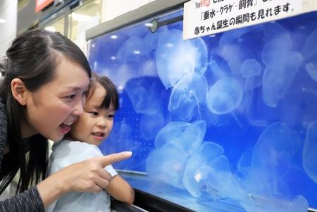 商店街で衛星監視 区役所にクラゲ 神戸 垂水駅前めぐり おでかけトピック 兵庫おでかけプラス 神戸新聞next