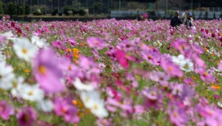 色とりどり満開 コスモス５００万本が見頃 たつの おでかけトピック 兵庫おでかけプラス 神戸新聞next