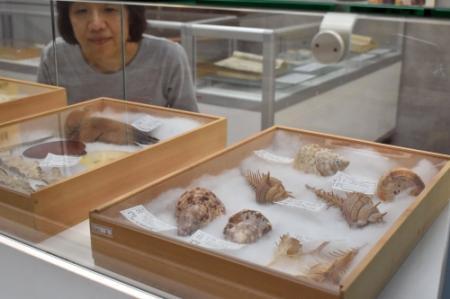 南方熊楠が集めた貝 西宮市貝類館で２０日まで展示 おでかけトピック 兵庫おでかけプラス 神戸新聞next