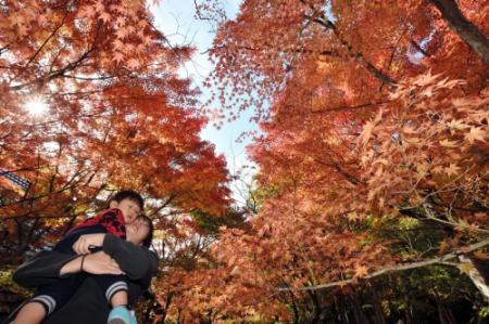 深まる秋 紅葉が見頃 三田市内の名所や山間部 おでかけトピック 兵庫おでかけプラス 神戸新聞next