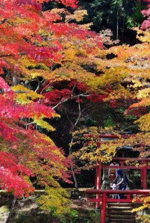 錦秋丹波 紅葉が見頃 篠山 洞光寺などにぎわう おでかけトピック 兵庫おでかけプラス 神戸新聞next