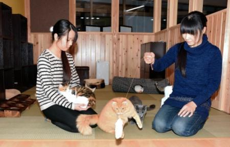 湯村温泉に猫カフェ １２日オープン スタッフは保護猫 おでかけトピック 兵庫おでかけプラス 神戸新聞next