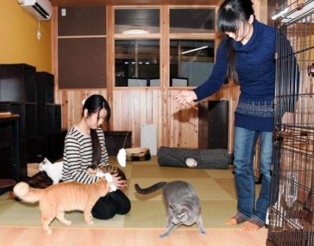 湯村温泉に猫カフェ 12日オープン スタッフは保護猫 おでかけトピック 兵庫おでかけプラス 神戸新聞next 湯村温泉に猫カフェ 12日オープン スタッフは保護猫 おでかけトピック 兵庫おでかけプラス 神戸新聞next