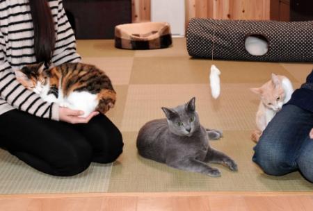 湯村温泉に猫カフェ １２日オープン スタッフは保護猫 おでかけトピック 兵庫おでかけプラス 神戸新聞next