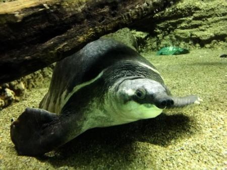 水の イノシシ 見にきて スマスイで干支展 おでかけトピック 兵庫おでかけプラス 神戸新聞next