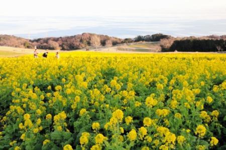 早咲き菜の花１５万本見頃 淡路の観光施設 おでかけトピック 兵庫おでかけプラス 神戸新聞next