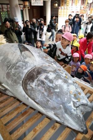 福招く大マグロ奉納 西宮神社 十日えびす おでかけトピック 兵庫おでかけプラス 神戸新聞next 福招く大マグロ奉納 西宮神社 十日えびす おでかけトピック 兵庫おでかけプラス 神戸新聞next
