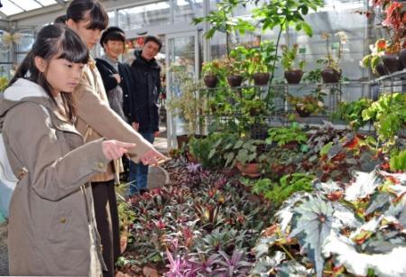 個性豊かな根茎ベゴニア１００種 加西で展示 おでかけトピック 兵庫おでかけプラス 神戸新聞next