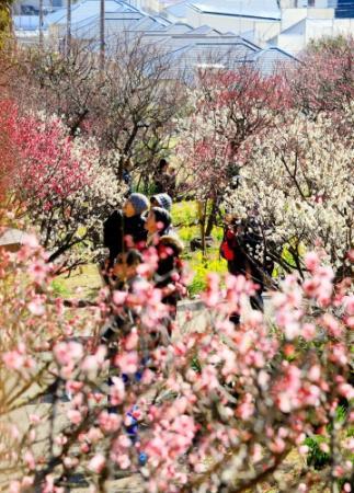 春を告げる甘い香り 須磨離宮公園で梅の花見頃 おでかけトピック 兵庫おでかけプラス 神戸新聞next