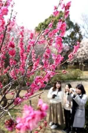 色とりどりの梅 続々開花 西宮 甲東梅林 おでかけトピック 兵庫おでかけプラス 神戸新聞next 色とりどりの梅 続々開花 西宮 甲東梅林 おでかけトピック 兵庫おでかけプラス 神戸新聞next