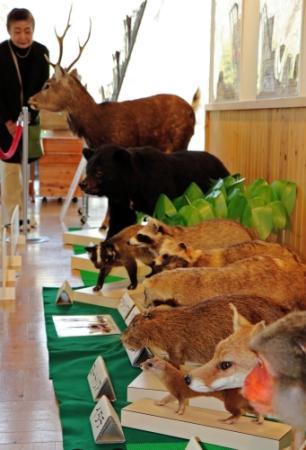 獣害の実態正しく知って 三木で野生動物の剥製展 | おでかけ