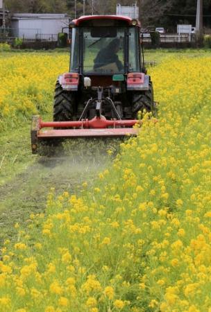 一千万本の菜の花畑 継続へ 栽培経費ネットで募集 おでかけトピック 兵庫おでかけプラス 神戸新聞next 一千万本の菜の花畑 継続へ 栽培経費ネットで募集 おでかけトピック 兵庫おでかけプラス 神戸新聞next