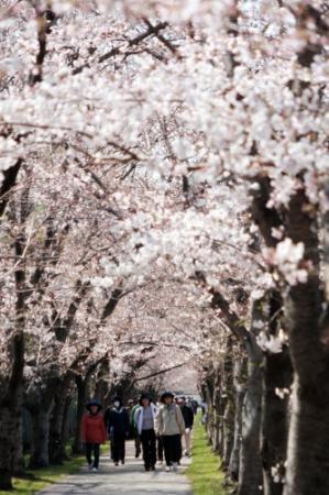 日岡山公園で週末サクラ見頃に 高砂でも６日に催し おでかけトピック 兵庫おでかけプラス 神戸新聞next