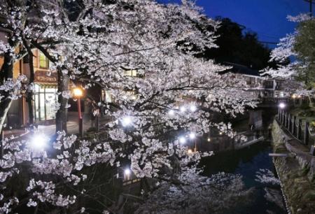 温泉街に艶やか 桜美人 城崎温泉 おでかけトピック 兵庫おでかけプラス 神戸新聞next 温泉街に艶やか 桜美人 城崎温泉 おでかけトピック 兵庫おでかけプラス 神戸新聞next