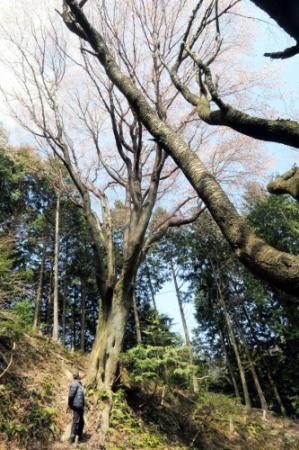 春の山彩る 樹齢数百年…大ヤマザクラ満開 たつの | おでかけトピック