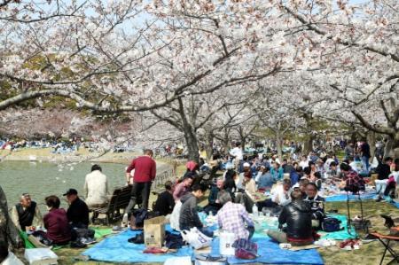 満開の今こそ夜桜を 明石公園でライトアップ再開 おでかけトピック 兵庫おでかけプラス 神戸新聞next 満開の今こそ夜桜を 明石公園でライトアップ再開 おでかけトピック 兵庫おでかけプラス 神戸新聞next