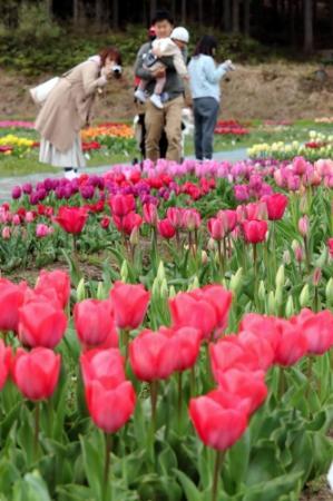 春の陽光浴び１００万本咲き誇る 豊岡でチューリップまつり おでかけトピック 兵庫おでかけプラス 神戸新聞next