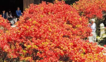 静かな境内染める深紅の花 キリシマツツジ満開 丹波 | おでかけ