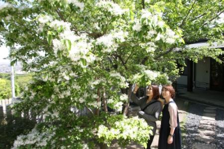 一つ一つ線香花火のよう 高砂でヒトツバタゴ見頃 おでかけトピック 兵庫おでかけプラス 神戸新聞next 一つ一つ線香花火のよう 高砂でヒトツバタゴ見頃 おでかけトピック 兵庫おでかけプラス 神戸新聞next