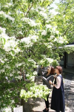 一つ一つ線香花火のよう 高砂でヒトツバタゴ見頃 おでかけトピック 兵庫おでかけプラス 神戸新聞next 一つ一つ線香花火のよう 高砂でヒトツバタゴ見頃 おでかけトピック 兵庫おでかけプラス 神戸新聞next