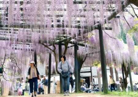 朝来でフジの花が見頃 ５００メートルの藤棚も おでかけトピック 兵庫おでかけプラス 神戸新聞next