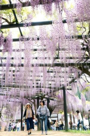 朝来でフジの花が見頃 ５００メートルの藤棚も おでかけトピック 兵庫おでかけプラス 神戸新聞next