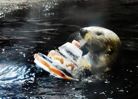ラッコの ラッキー 21歳迎える 須磨海浜水族園で催し おでかけトピック 兵庫おでかけプラス 神戸新聞next ラッコの ラッキー 21歳迎える 須磨海浜水族園で催し おでかけトピック 兵庫おでかけプラス 神戸新聞next