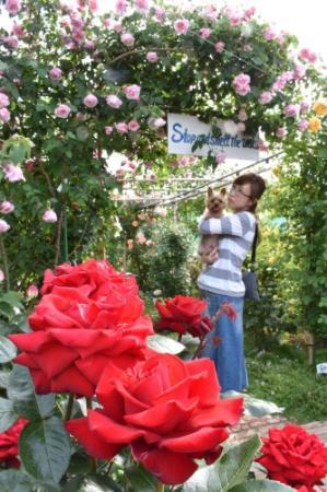愛好家育てた華やかなバラ100株 加古川で見頃 おでかけトピック 兵庫おでかけプラス 神戸新聞next 愛好家育てた華やかなバラ100株 加古川で見頃 おでかけトピック 兵庫おでかけプラス 神戸新聞next